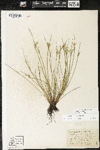 Sisyrinchium albidum image