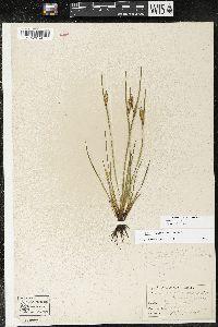 Sisyrinchium albidum image