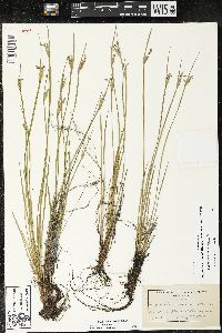 Sisyrinchium albidum image
