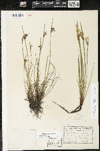 Sisyrinchium albidum image