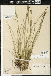 Sisyrinchium albidum image