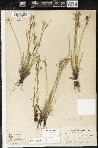 Sisyrinchium albidum image