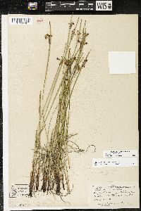 Sisyrinchium albidum image