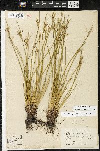 Sisyrinchium albidum image