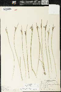 Sisyrinchium albidum image