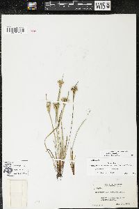 Sisyrinchium albidum image