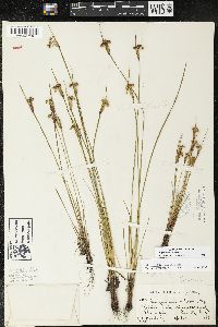 Sisyrinchium albidum image