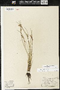 Sisyrinchium albidum image