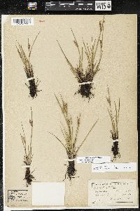 Sisyrinchium albidum image