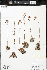 Saxifraga aizoon image