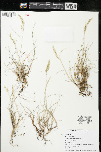 Festuca rubra image