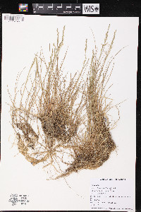 Puccinellia pumila image