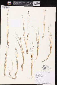 Triglochin palustris image