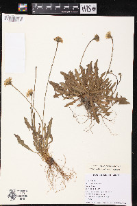 Leontodon autumnalis image