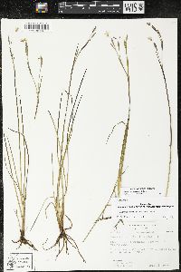 Sisyrinchium atlanticum image
