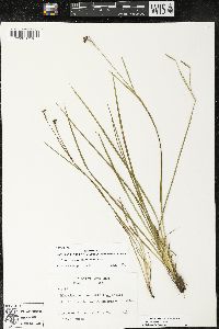 Sisyrinchium atlanticum image