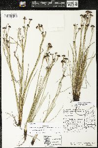 Sisyrinchium atlanticum image