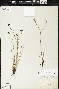 Sisyrinchium atlanticum image