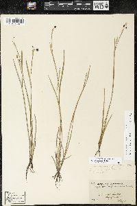 Sisyrinchium atlanticum image
