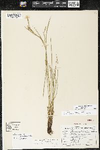 Sisyrinchium atlanticum image