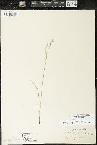 Sisyrinchium atlanticum image