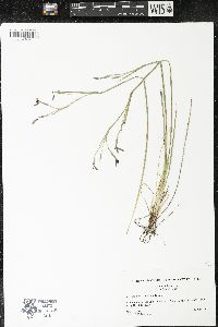 Sisyrinchium atlanticum image