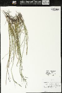 Sisyrinchium atlanticum image