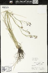 Sisyrinchium atlanticum image