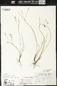Sisyrinchium atlanticum image