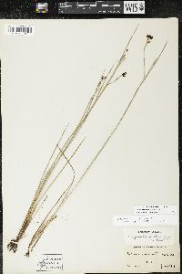 Sisyrinchium atlanticum image