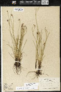 Sisyrinchium atlanticum image