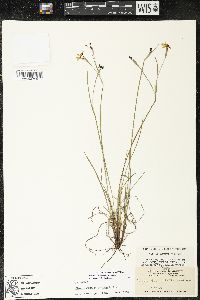 Sisyrinchium atlanticum image