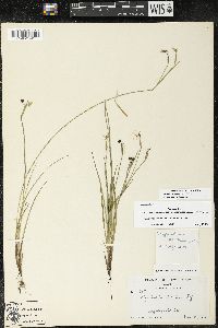 Sisyrinchium atlanticum image