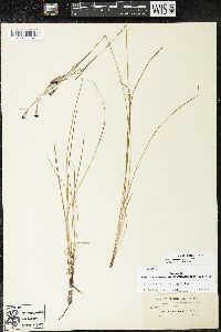 Sisyrinchium atlanticum image