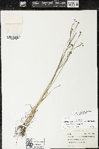 Sisyrinchium atlanticum image