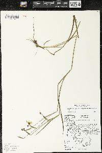 Sisyrinchium bellum image