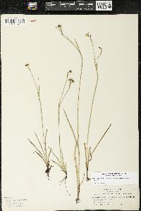 Sisyrinchium bellum image