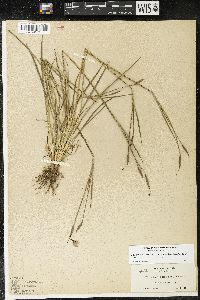 Sisyrinchium bellum image