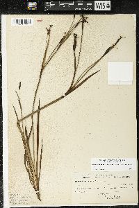 Sisyrinchium bellum image