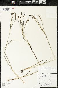 Sisyrinchium bellum image