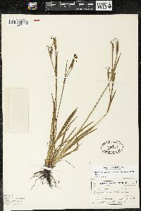 Sisyrinchium bellum image