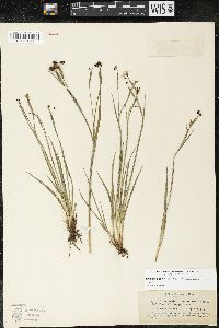 Sisyrinchium bellum image