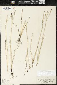 Sisyrinchium bellum image