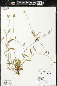 Hieracium pilosella image