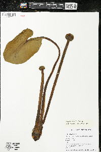 Nuphar rubrodisca image