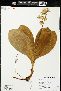 Clintonia borealis image
