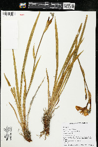 Iris setosa image