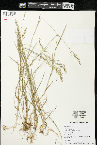 Poa nemoralis image