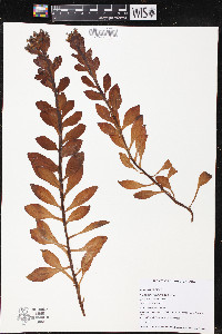 Mertensia maritima image