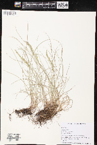 Festuca rubra image